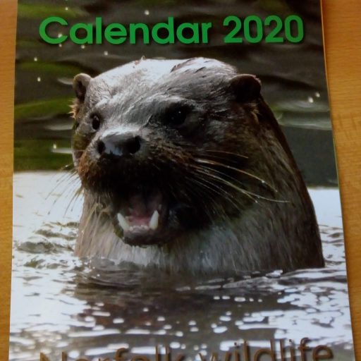 Featured image for 2020 Norfolk Wildlife calendar now on sale