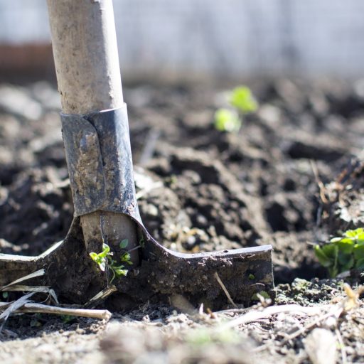 Featured image for Volunteer gardeners wanted to for new allotment project