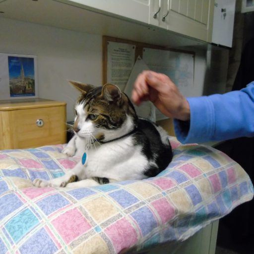 Featured image for St Martins provides a new bed for Budge the Cathedral cat